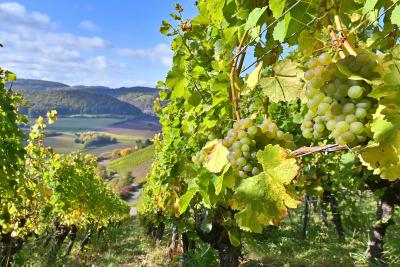 Weinberge Ramsthal (© Rhön GmbH)