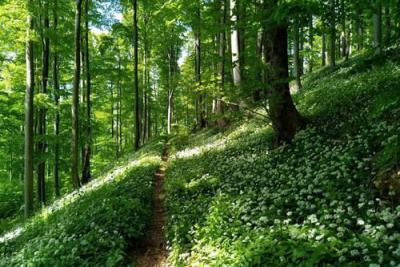 Der Galgenfürst-Trail gehört zu den schönsten Singletrails in der Rhön