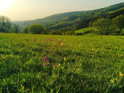 Platzer Kuppe im Frühjahr